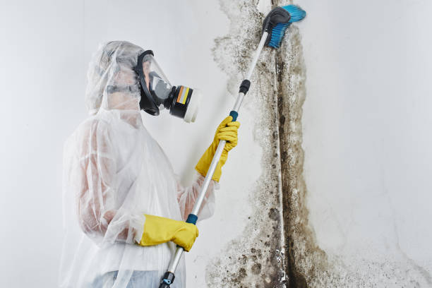 Best Commercial Mold Inspection  in Bellingham, WA