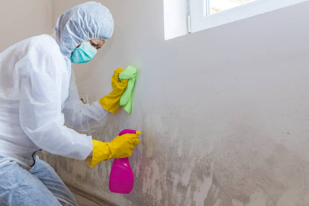 Best Mold Odor Removal Services  in Bellingham, WA